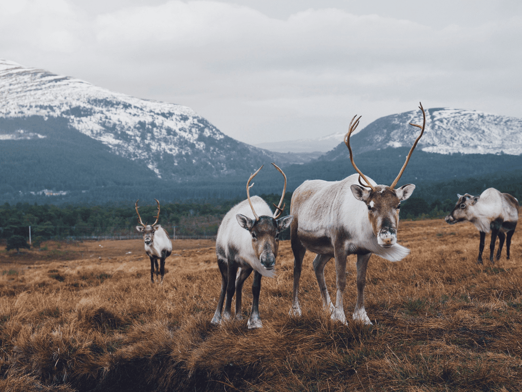 Foto av reinsdyr